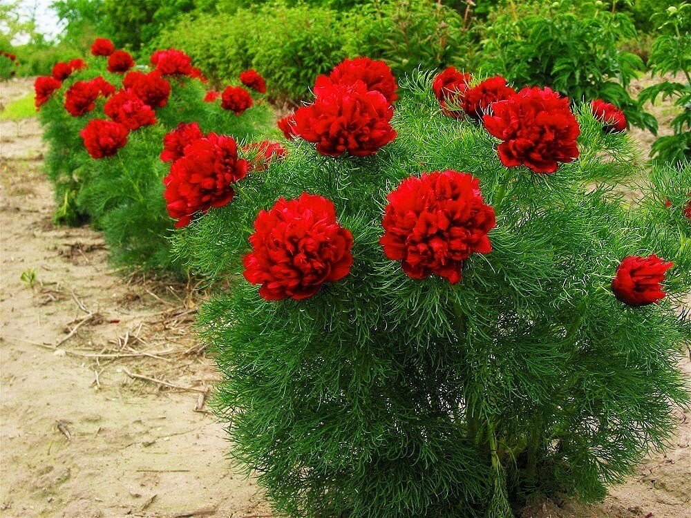 Пион узколистный "Рубра Плена" (Paeonia Tenuifolia Rubra Plena)