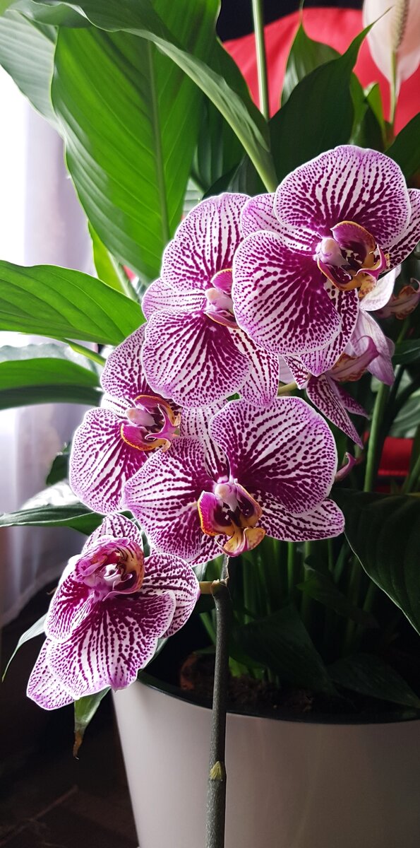 Фаленопсис из моей коллекции 