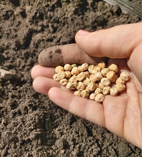Засеянного горохом. Отруби гранулированные. Горсть зерна. Отруби в гранулах. Семена в руке.