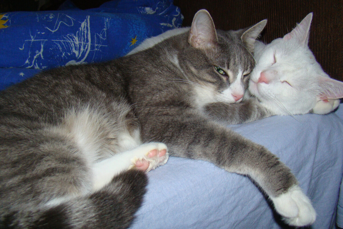 Алхимические коты