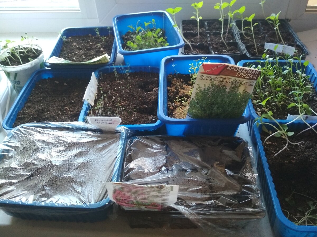 Малая часть моих посадок