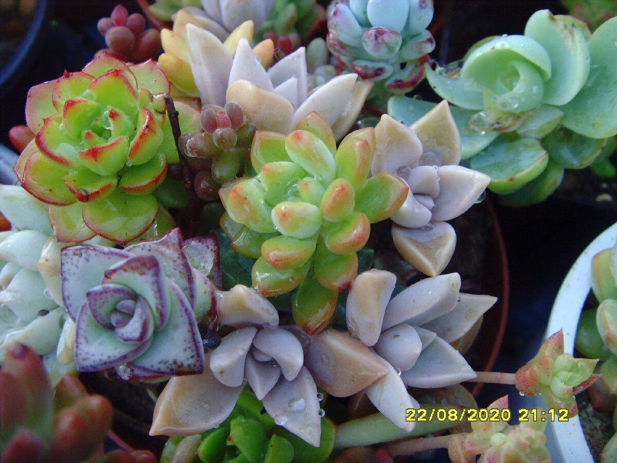 в прошлом году всего за месяц-полтора мои суккуленты преобразились координально на свежем воздухе, можно даже сказать до неузнаваемости!...))