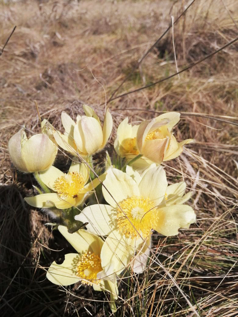 Первые цветы. Фото автора