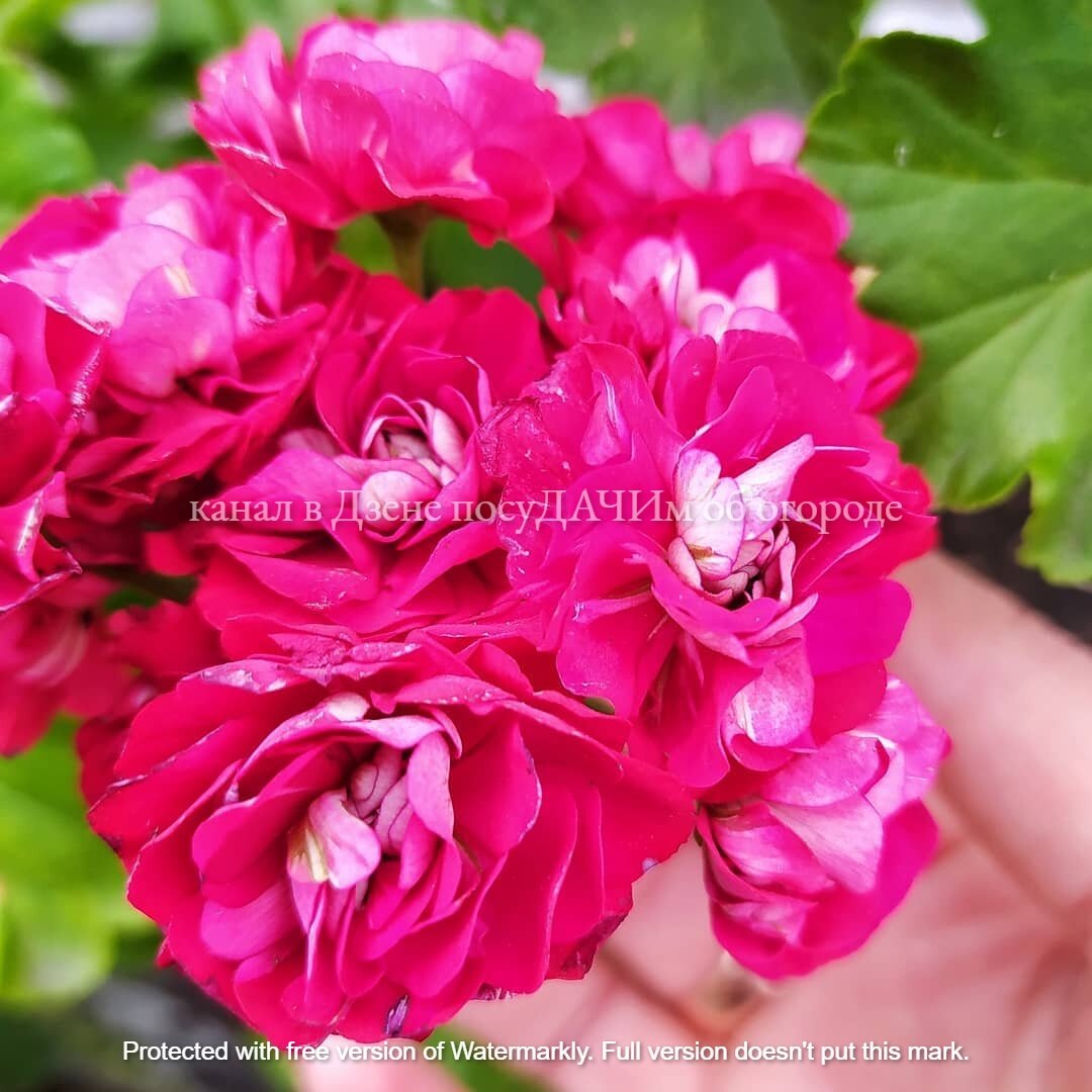 Мою любимица - пионовидная герань 