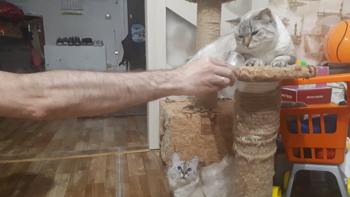 Чо это? - интересуется Мотя.