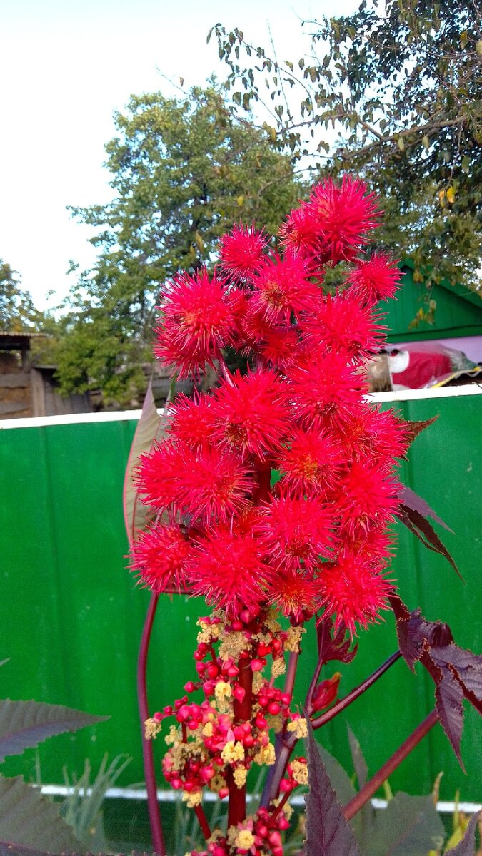 Экзотические коробочки с рициновыми семенами.