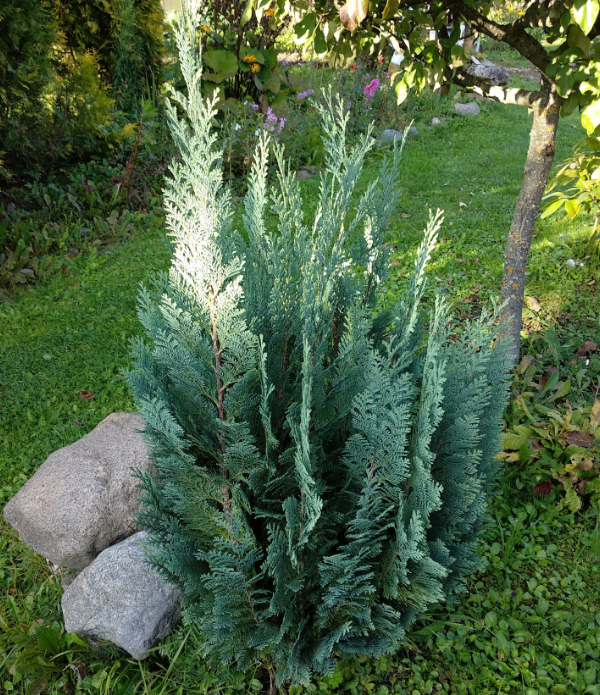Кирприсовик с голубой хвоей. Фото автора