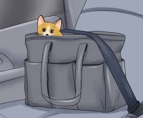 Как безопасно отвезти кота к врачу-ветеринару