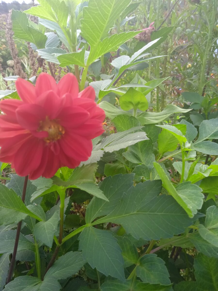 Совсем недавно георгины были такими.