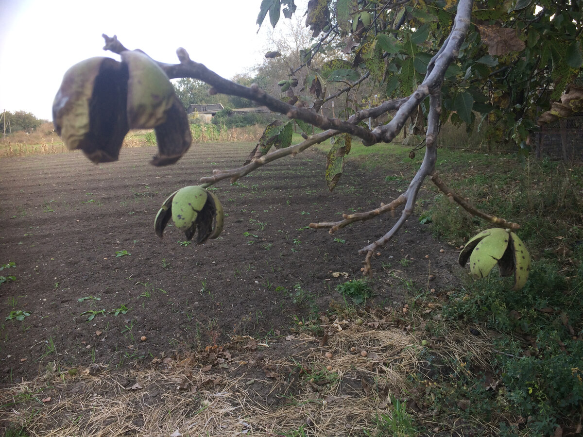 Зелёная оболочка грецких орехов осталась на ветках - орехи освободились и упали на землю - такие орехи самые спелые и качественные. Собираем на земле.