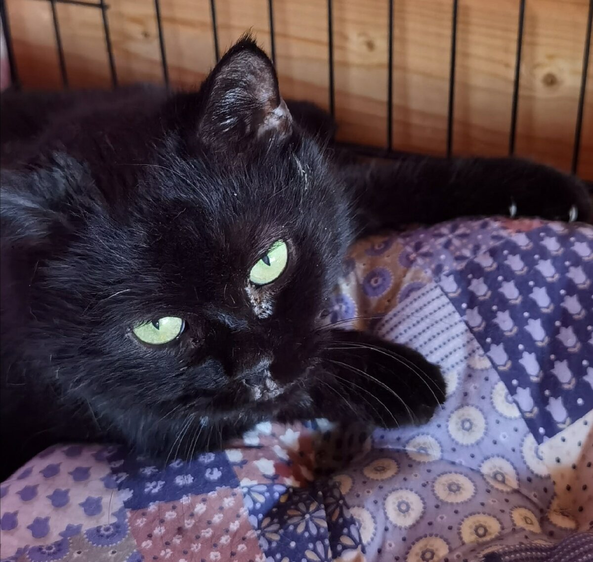 Тоя любит лежанки, подушки. Да кто их не любит?