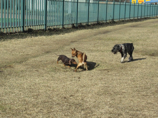 Это у 104 школы..  Пришел вот этот парнишка.. Это не просто  песик пришел. Он приехал! Из Новосибирска!!  С папой..  На грузовом поезде. Это мы гуляем неподалеку от  жд-станции Кушелевка. Приходит поезд из Новосибирска для того чтобы  затарить свои  емкости  бананами. Возят  бананы в Новосибирск.. Ну и  песик всегда при папе.. Иногда и мама приезжает!