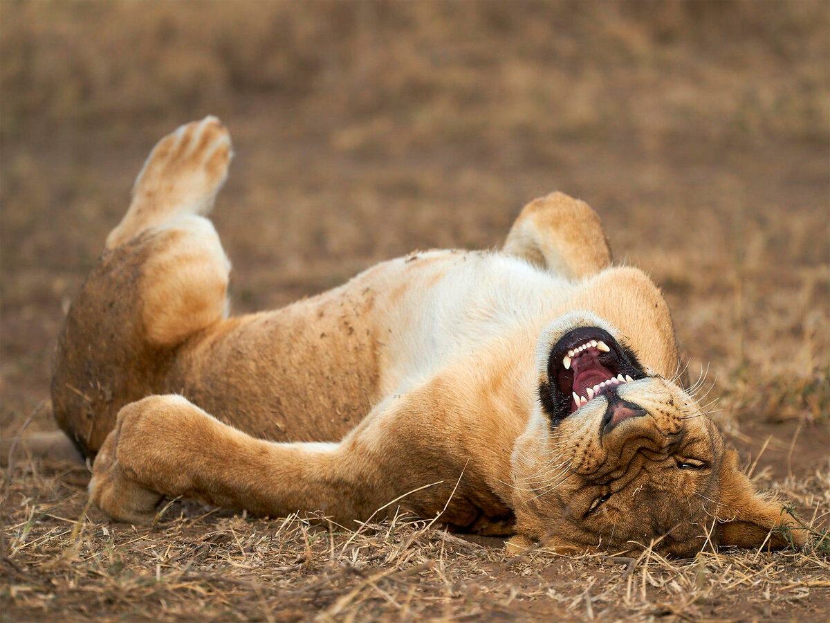 Смешные фотографии животных. Премия comedy Wildlife Photography. Лев смеется. Забавные Дикие животные. Забавные снимки дикой природы.