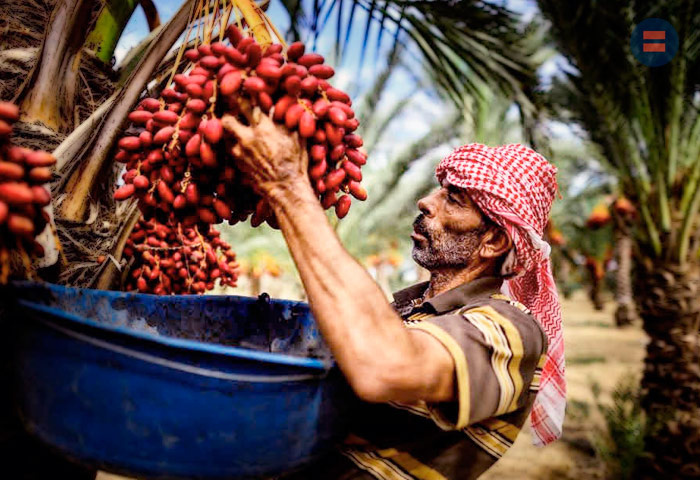 Плоды масличной пальмы