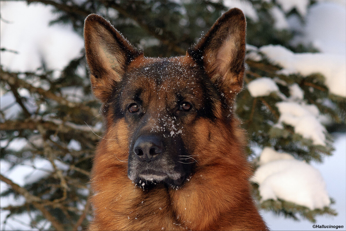 Немецкая овчарка