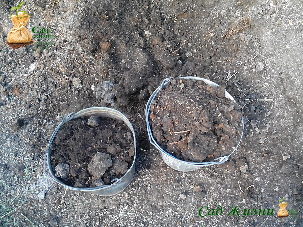 Почему навоз не удовлетворяет аппетит растений