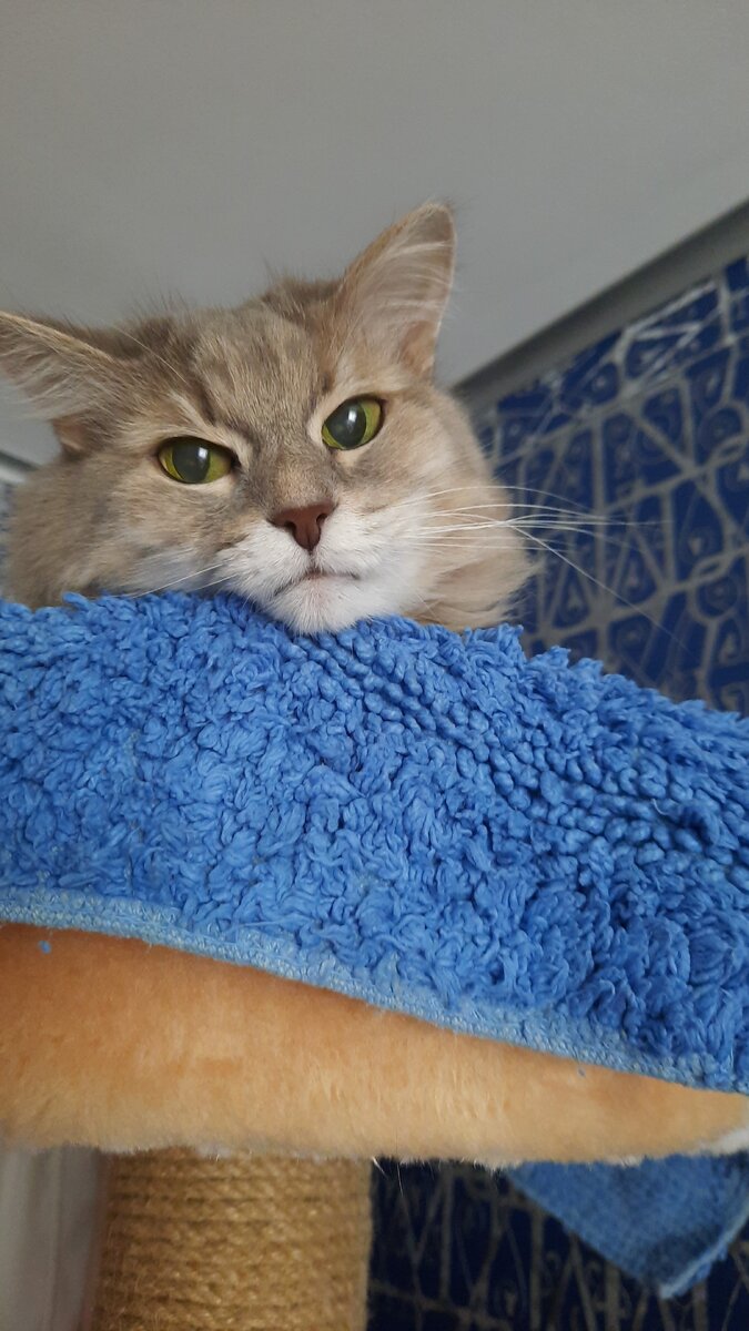 Кассандра. Она же Кася и Кассация.