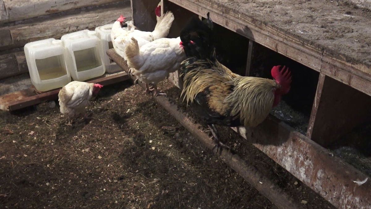 Петух выбрал гнёздо