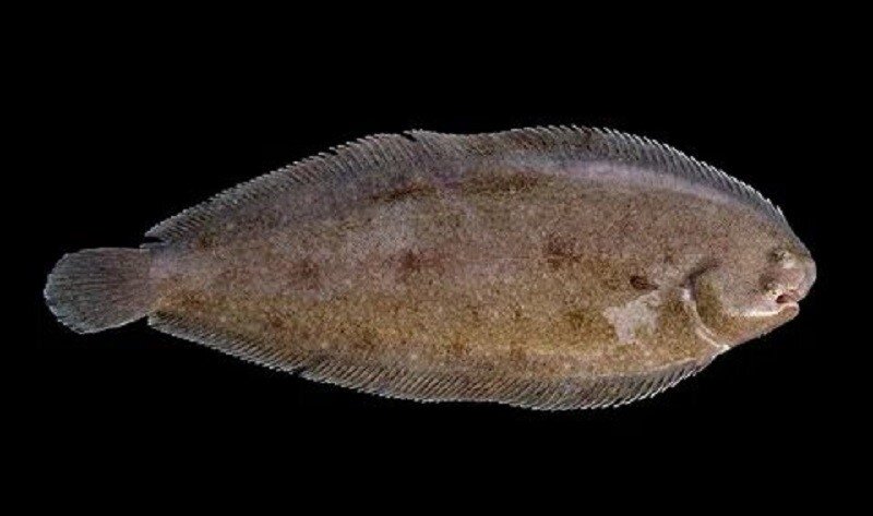 Морской язык