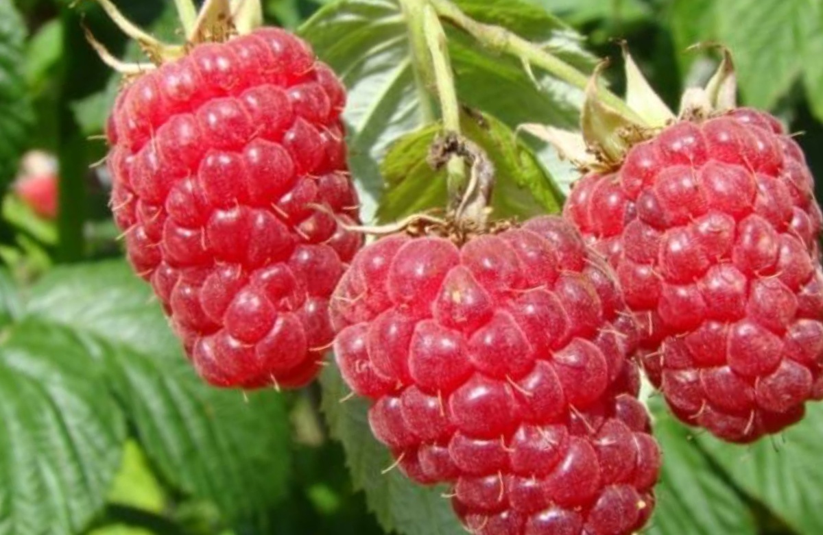 Удлиненная форма малины Скромница