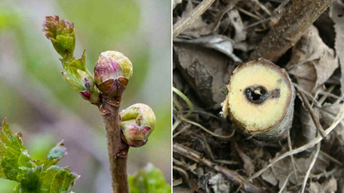 Почковой клещ и смородинная стеклянница