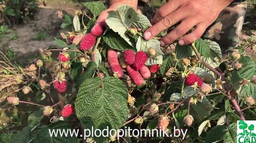 Сорта малины брянское диво