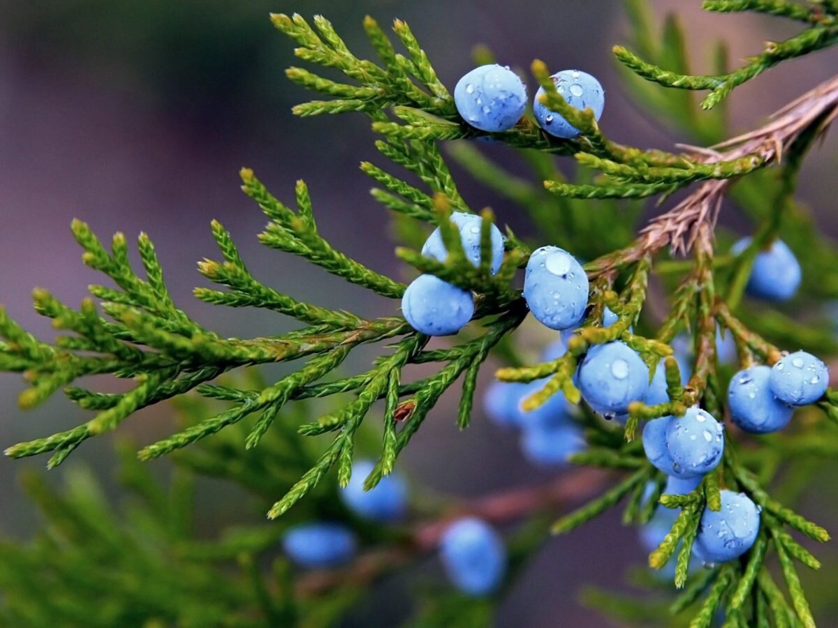 Картинка из открытого источника в Яндексе