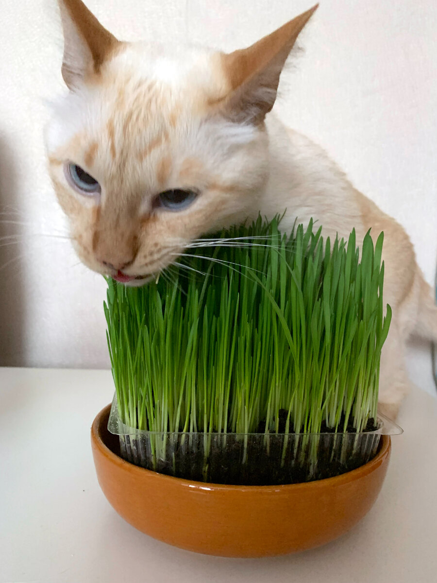 Моя прелесть