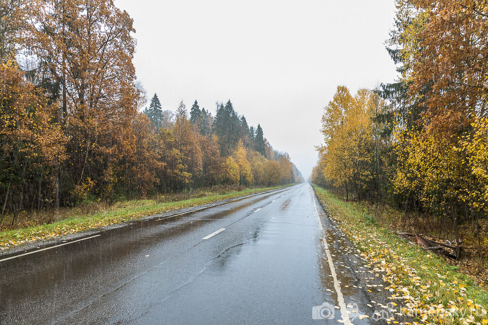 Пушкинский район, догорают краски осени