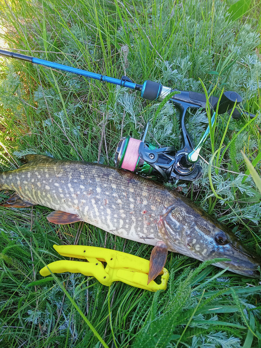 Вечерний выход на рыбалку порадовала щука достойного размера, отправлена в свою стихию.