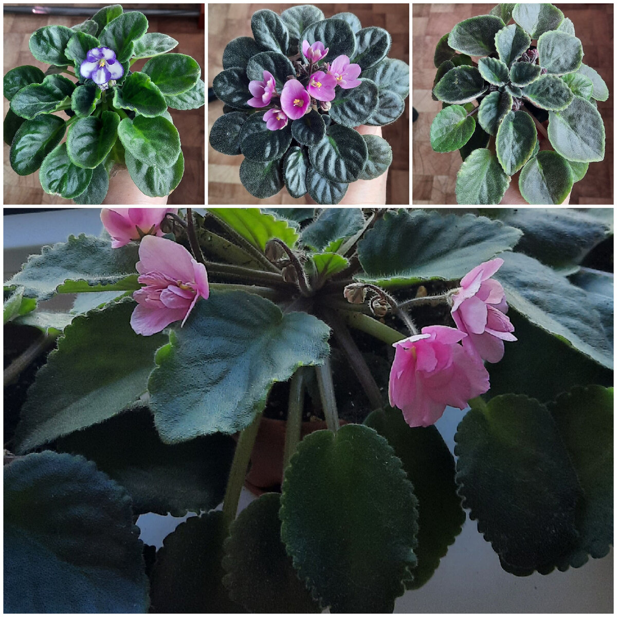 Несколько моих фиалок