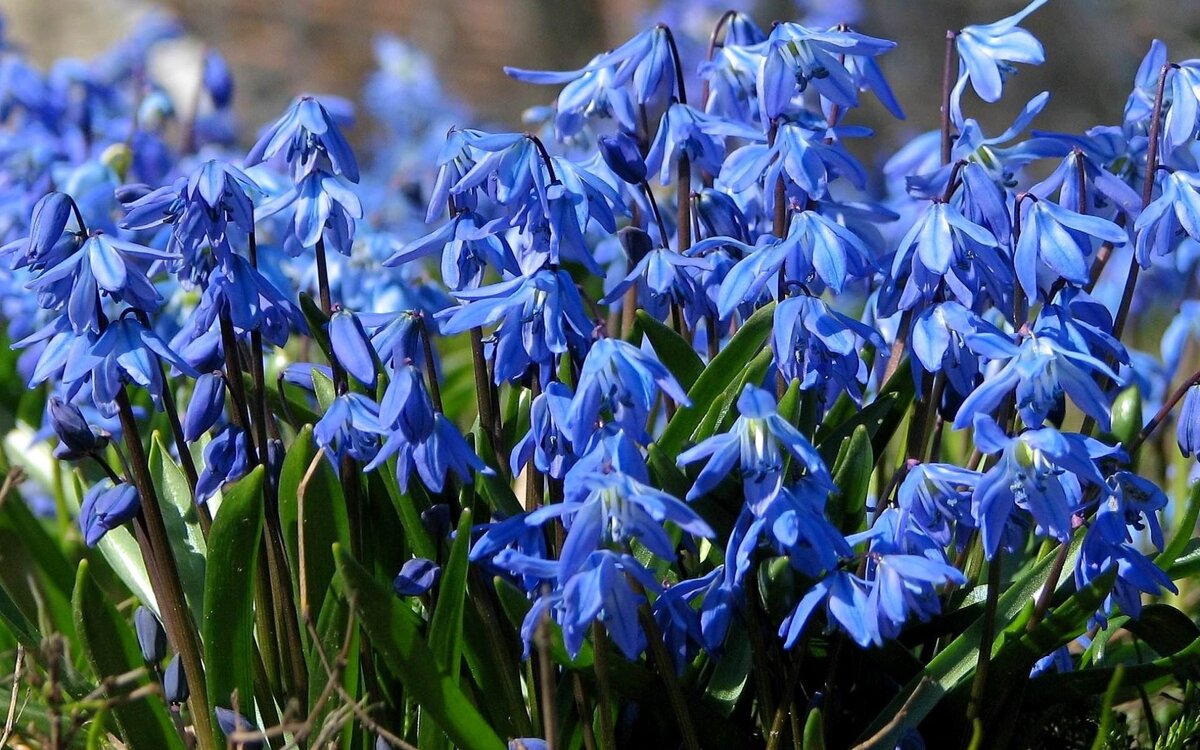 Пролеска Сибирская Scilla Siberica