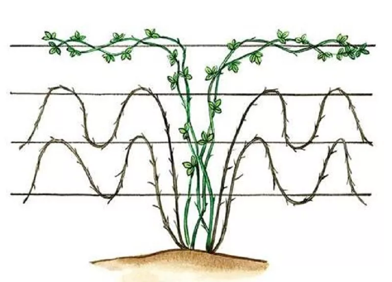 Посадка кустов ежевики. Подвязка малины Кумберленд. Ежемалина Садовая подвязка. Подвязка ежевики бесшипной. Ежемалина Кимберли шпалера.