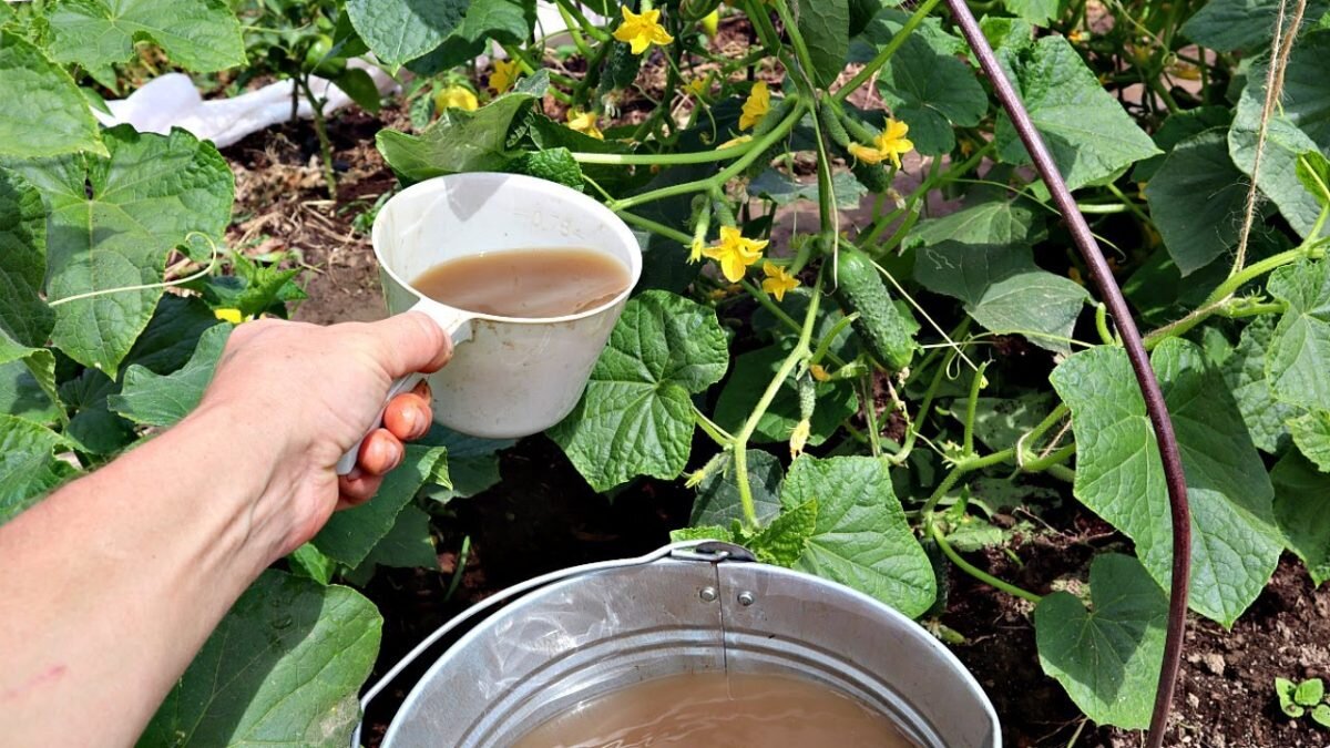 Своевременная подкормка обеспечит длительное плодоношение