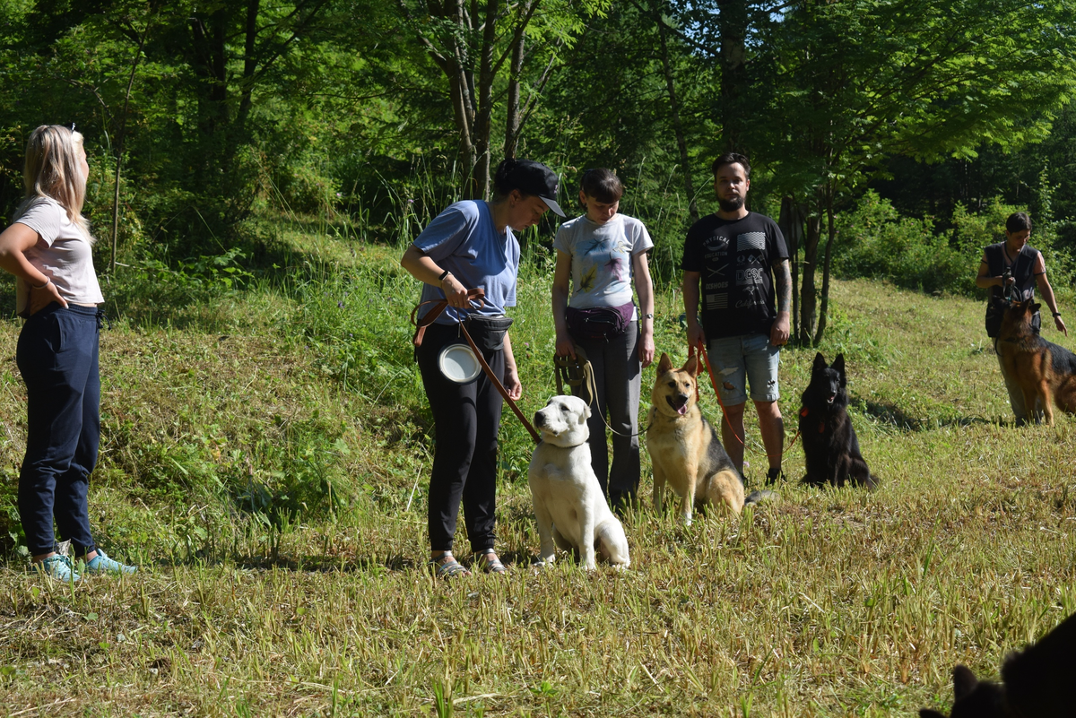 Групповые дрессировки очень помогают в этом деле