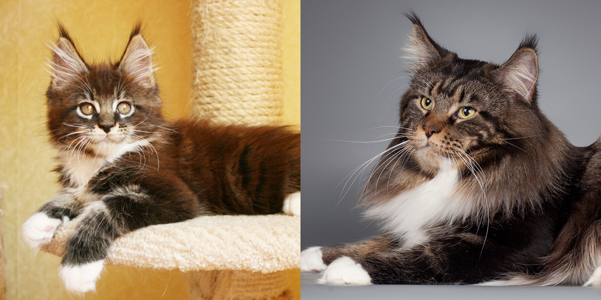 Loki King Size 3 месяца и 2,5 года