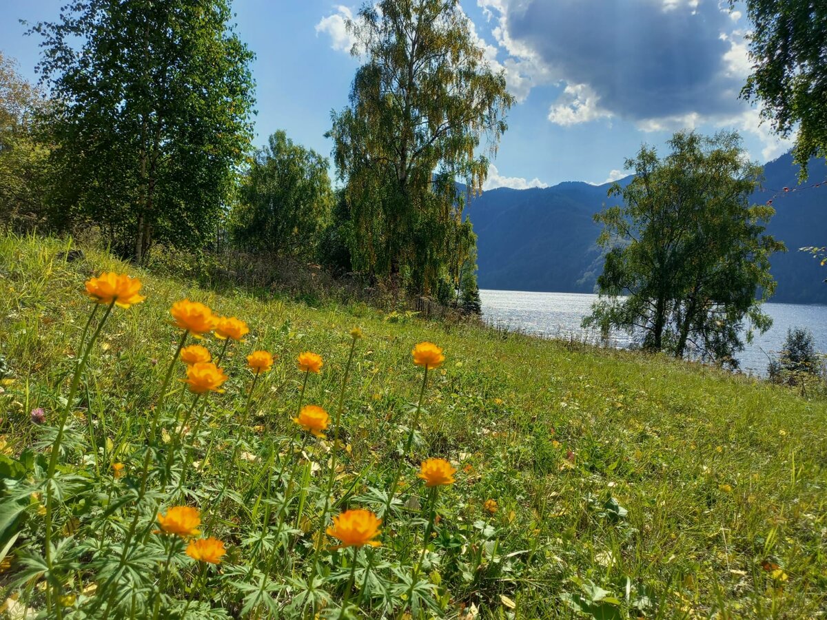 Вторичное цветение купальницы азиатской. Фото Лии Светлояр