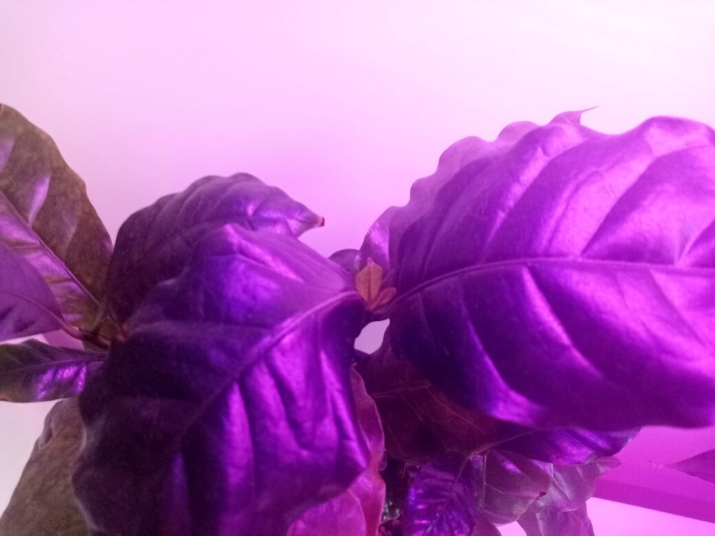 Ура! У меня растёт кофе. Фото автора.