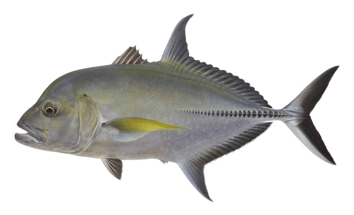 Caranx lugubris