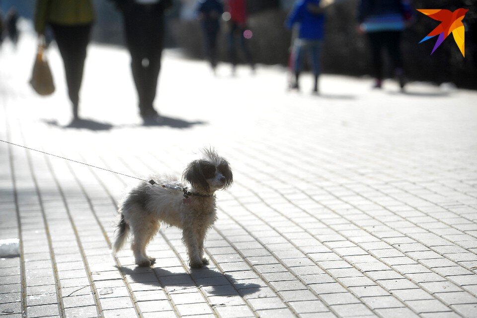     Когда женщина спохватилась, ее питомца уже увезли. Евгения ГУСЕВА