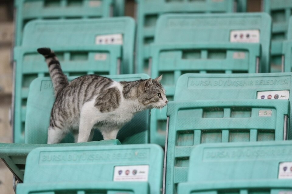 Кот-болельщик на трибуне