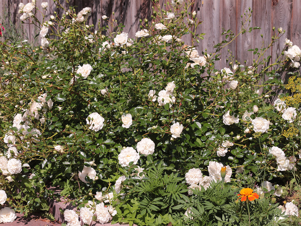 Почвопокровные розы в ландшафтном дизайне – как их успешно применять для украшения сада