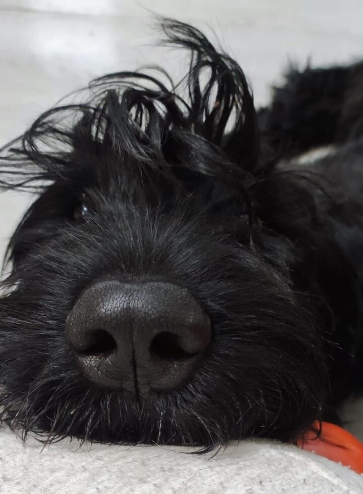 Сладкий ризенячий нос