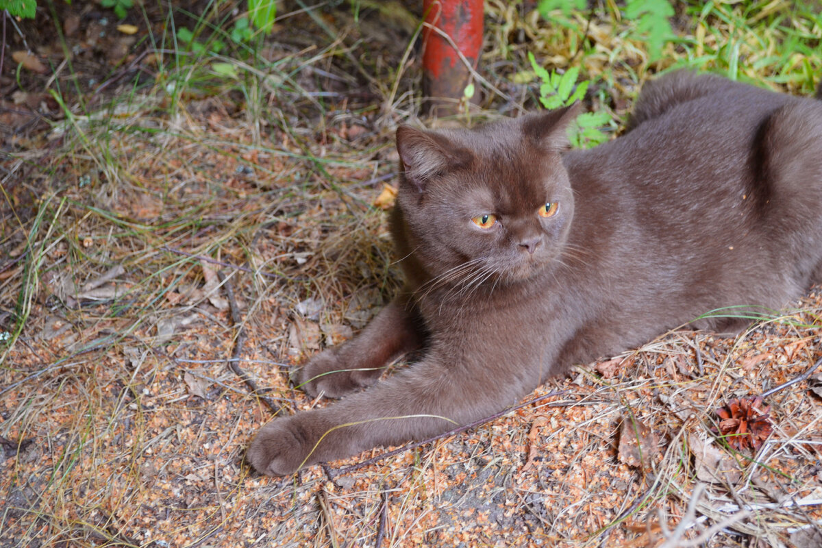 Хороша вольная жизнь))