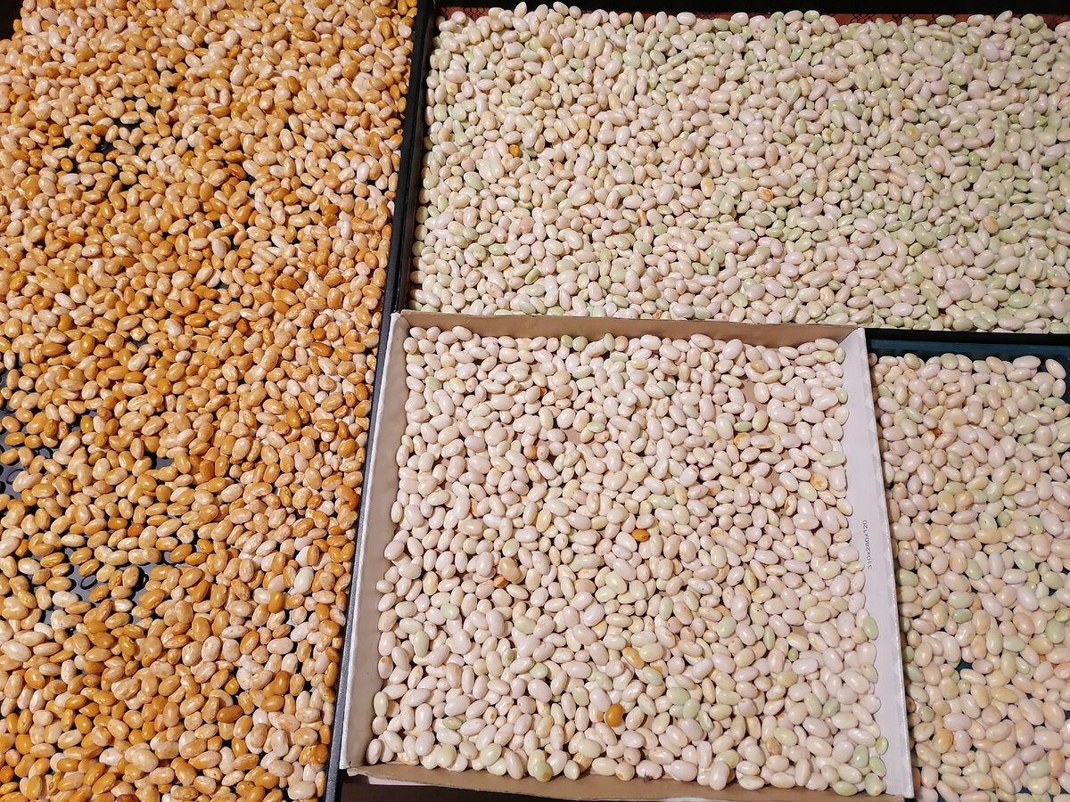 Ту, что слева, шелушила вчера