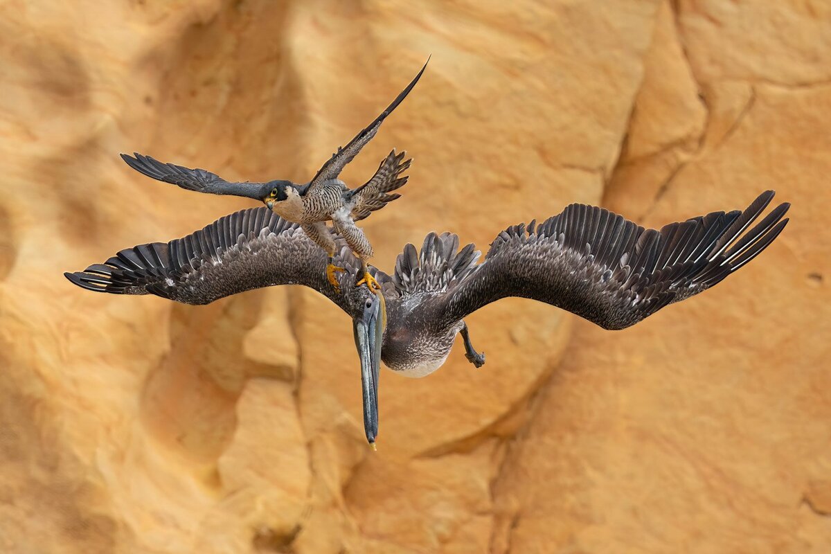    Jack Zhi, birdpoty.com