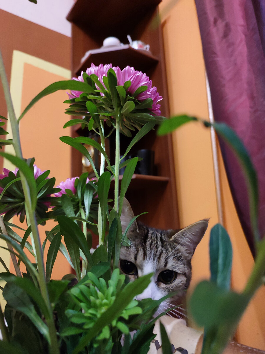 Куку