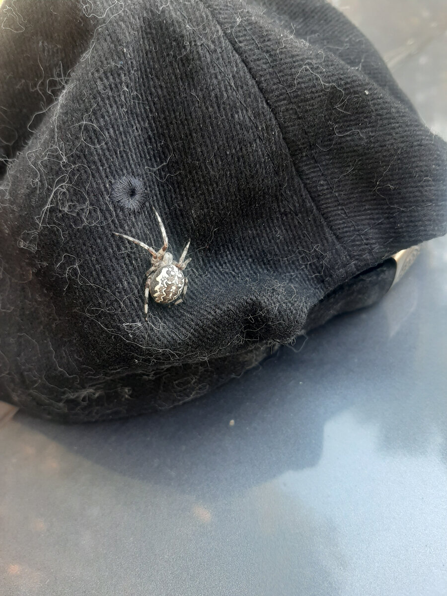 Паук Борис, видимо, захотел проехать с нами несколько километров