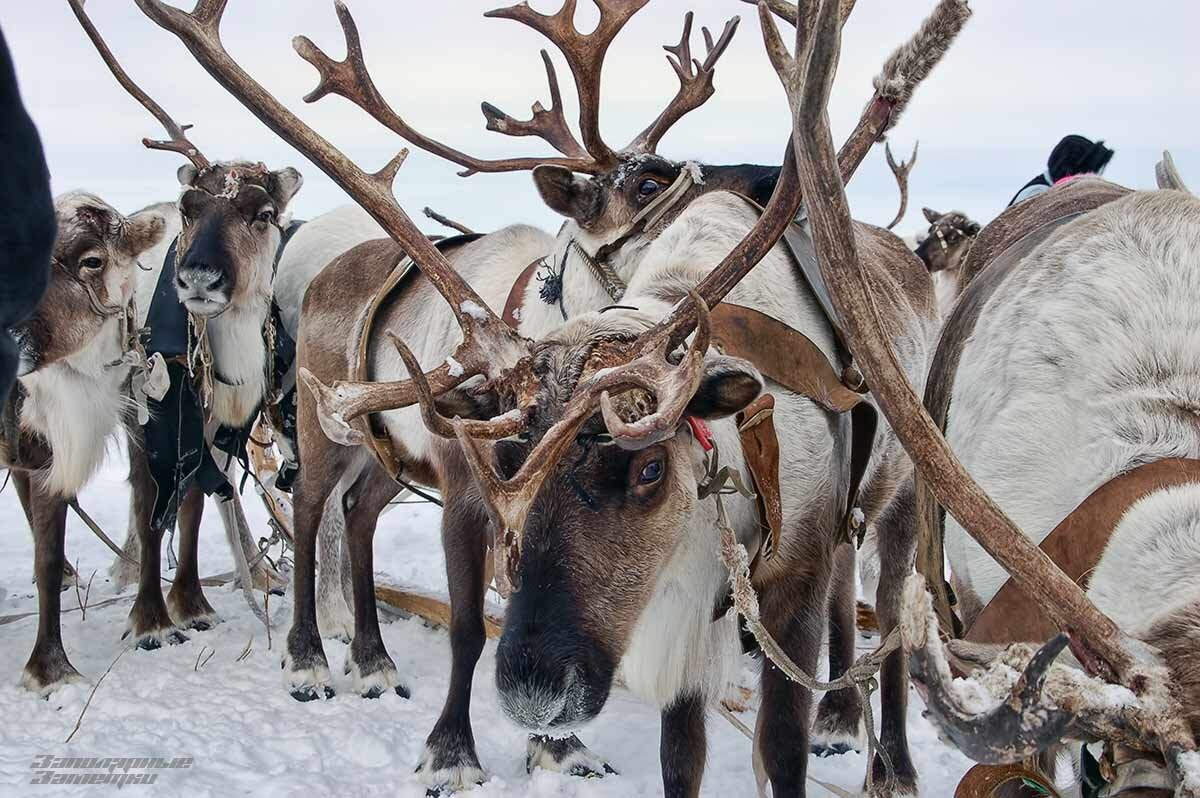 Народ северного оленя. Долган оленевод. Ненцы с рогами оленя. Домашние Северные олени. Оленеводство эскимосов.