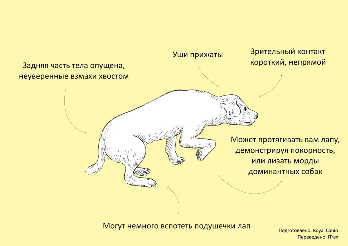 О чем говорят собаки: наглядное пособие для тех, кто хочет научиться  понимать по-собачьи | Бюро переводов iTrex | Дзен